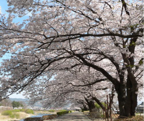 依田川堤防の桜