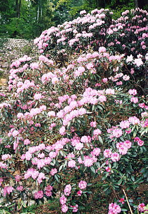 保寿寺の石楠花