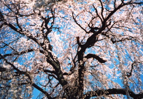三石の枝垂れ桜