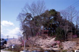天龍峡の桜