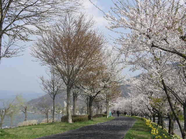 諏訪湖畔の桜