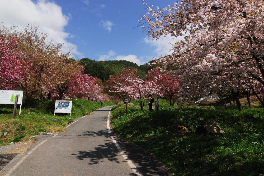 花の丘公園の桜