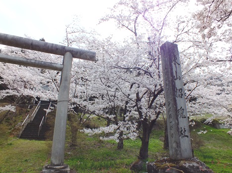 東山招魂社の桜