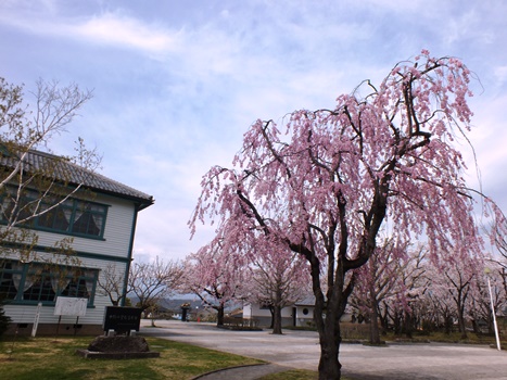 一本木公園の桜