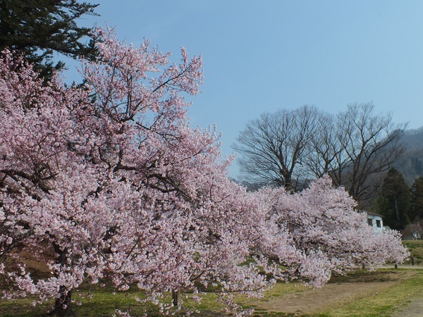 高梨館跡公園の桜