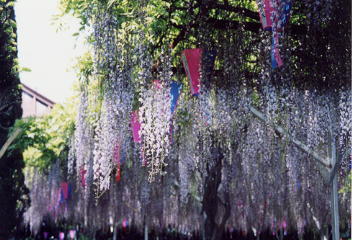 円満寺の藤の花