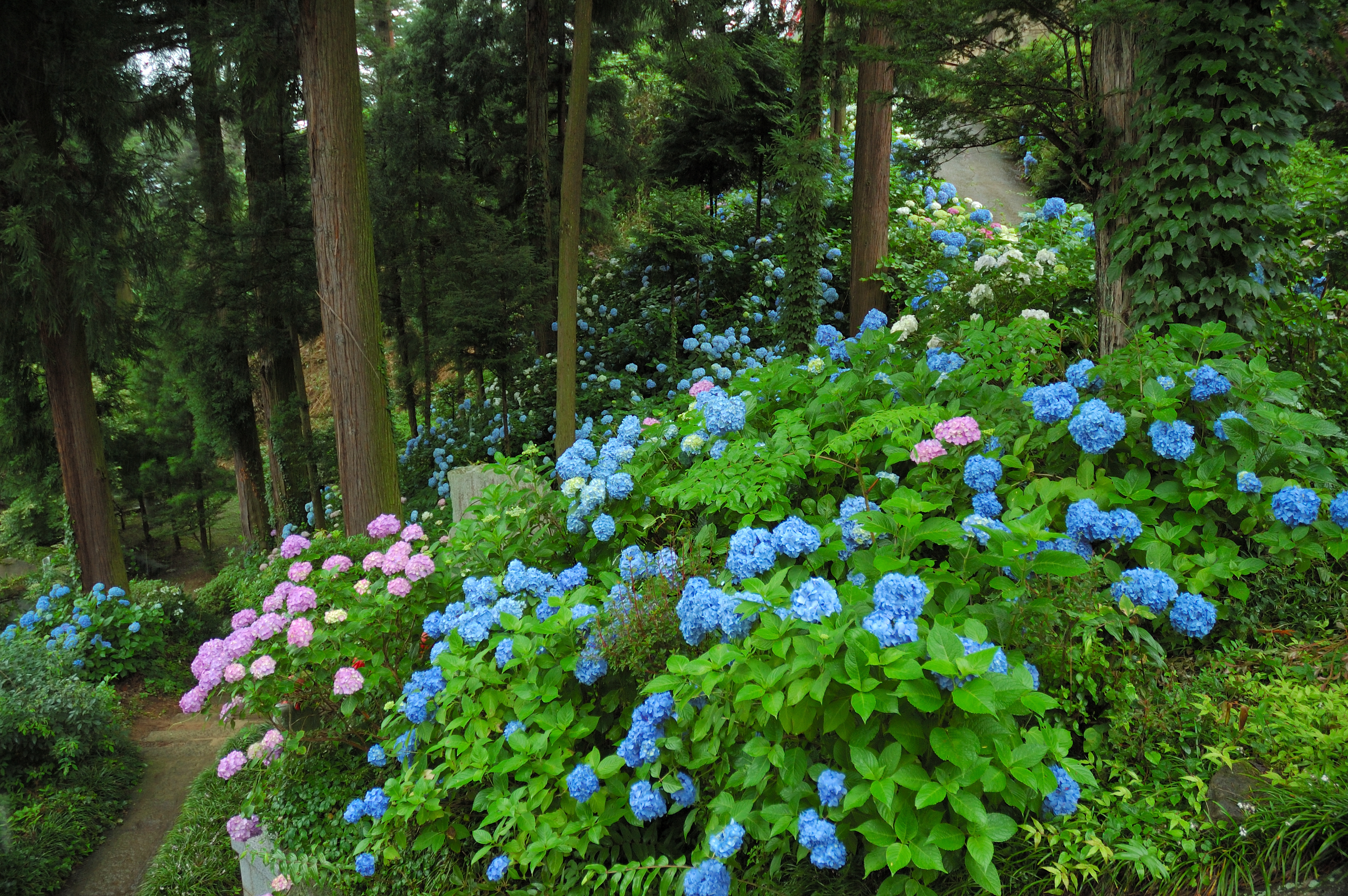 園城寺のあじさい 花と植物 自然 トリップアイデア Go Nagano 長野県公式観光サイト