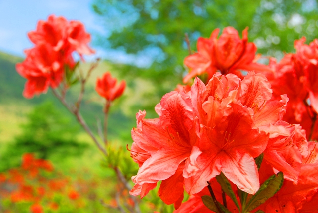 湯の丸高原 つつじ平 のレンゲツツジ 花と植物 自然 トリップアイデア Go Nagano 長野県公式観光サイト