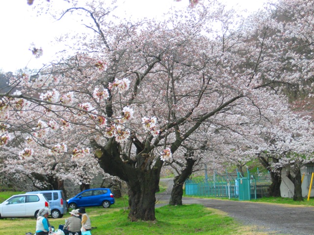 羽毛山堤の桜