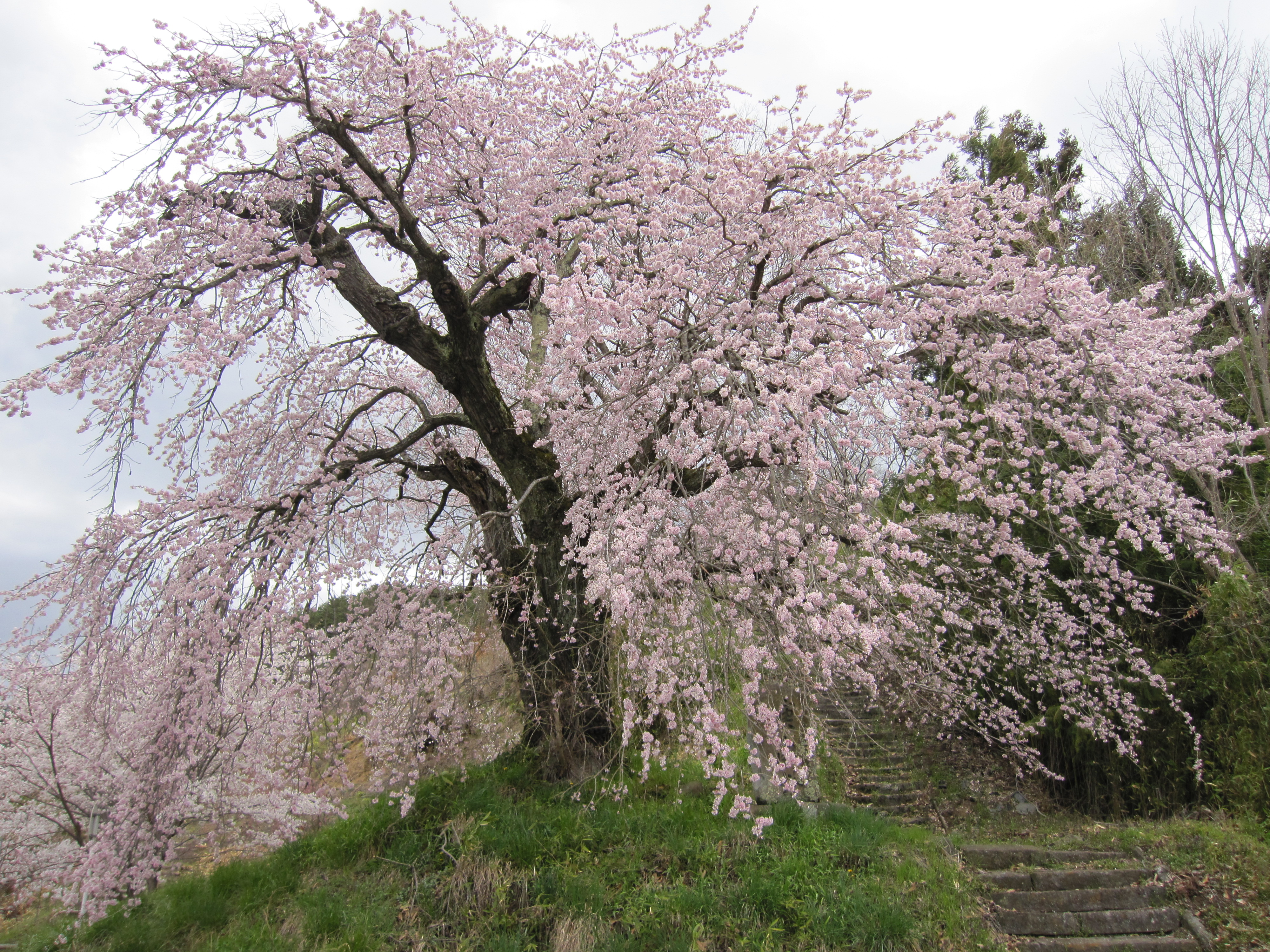 浦野駅跡公園の枝垂れ桜