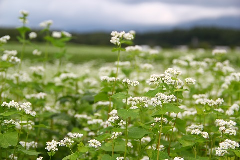 原村のそばの花 花と植物 自然 トリップアイデア Go Nagano 長野県公式観光サイト