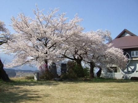 望岳荘の桜