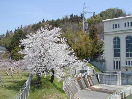 南向発電所の桜
