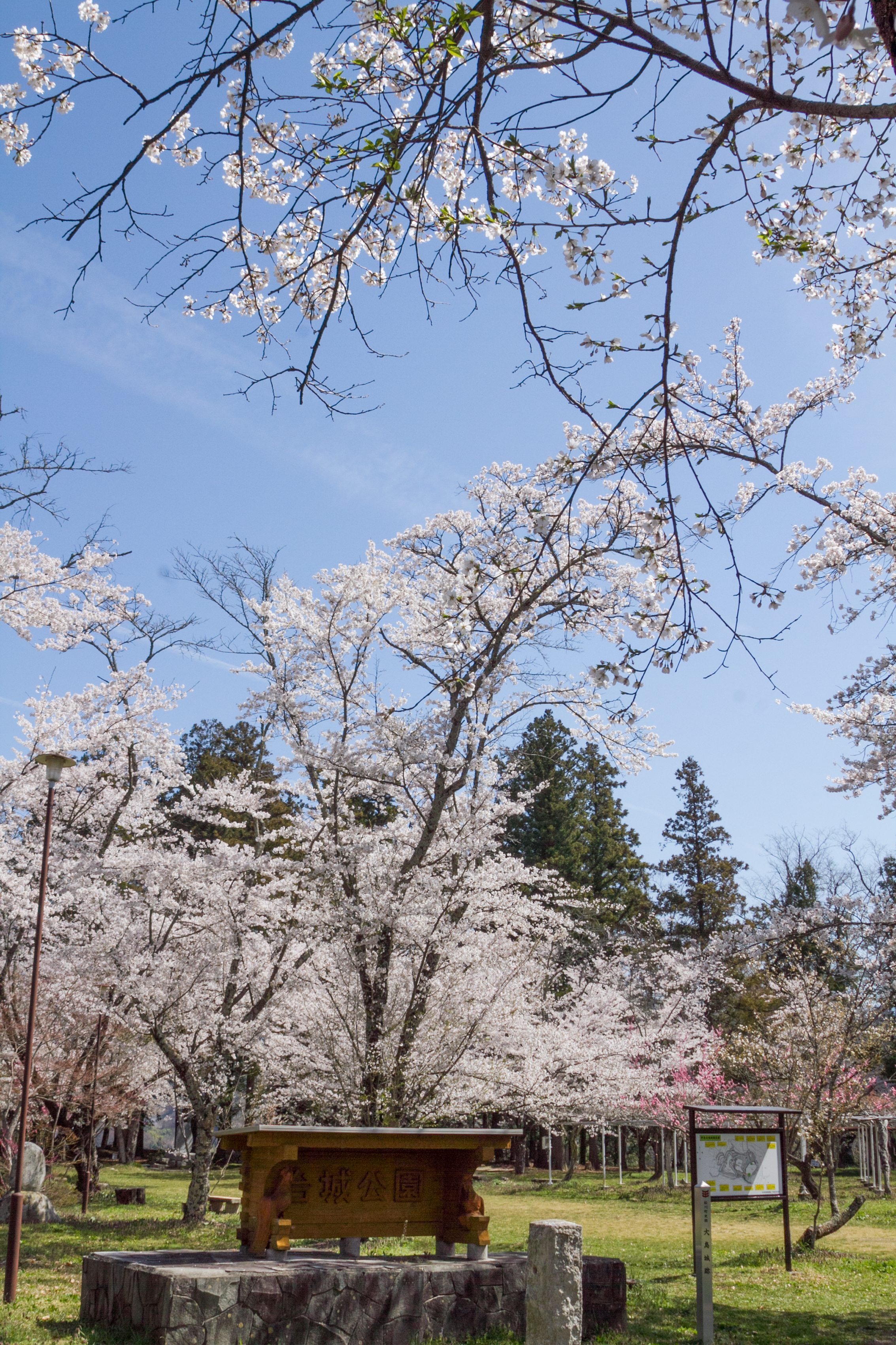 台城公園の桜