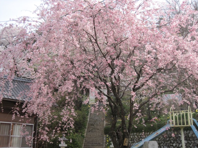円満坊の桜