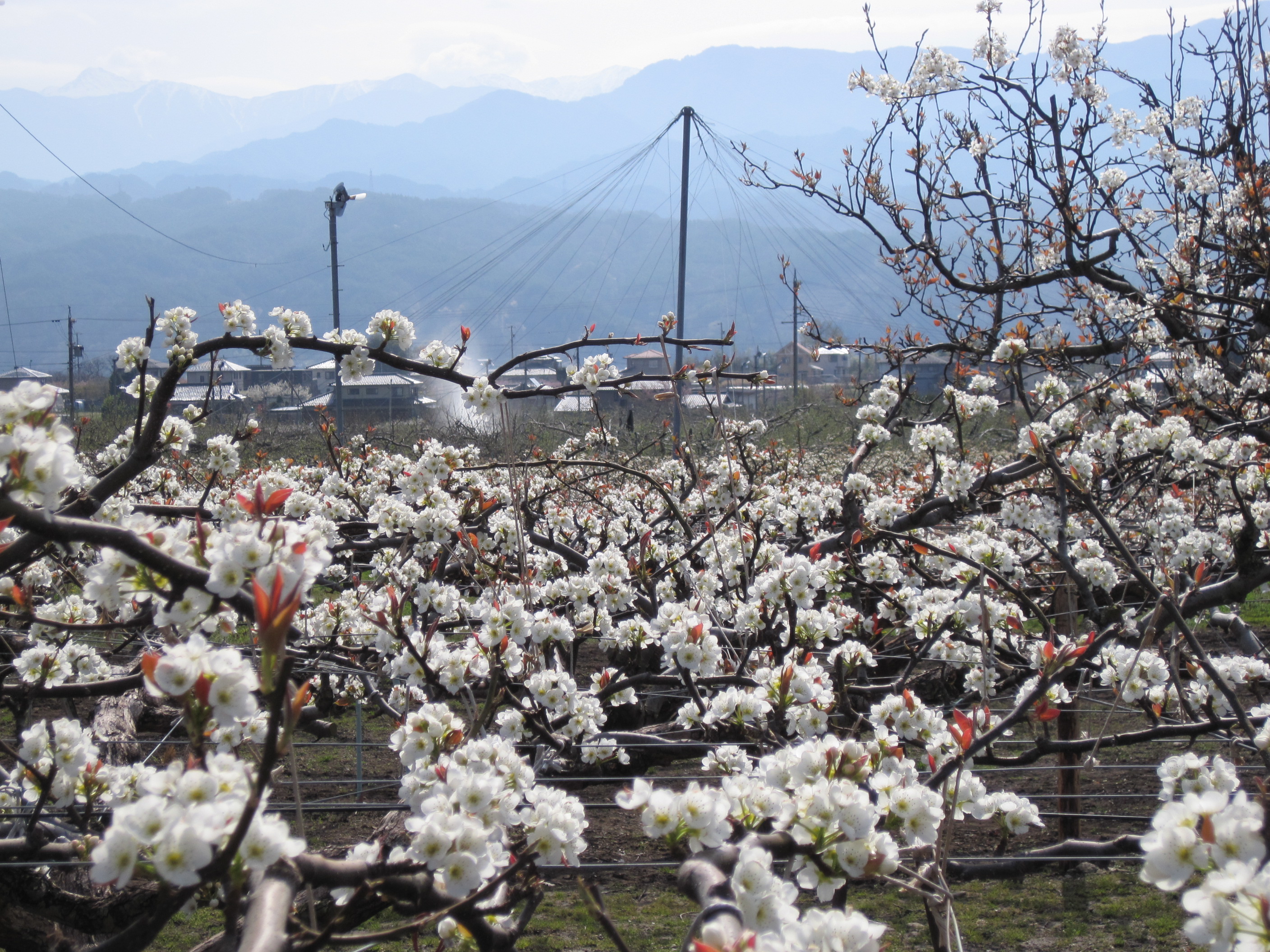 大島 上片桐の梨の花 花と植物 自然 トリップアイデア Go Nagano 長野県公式観光サイト