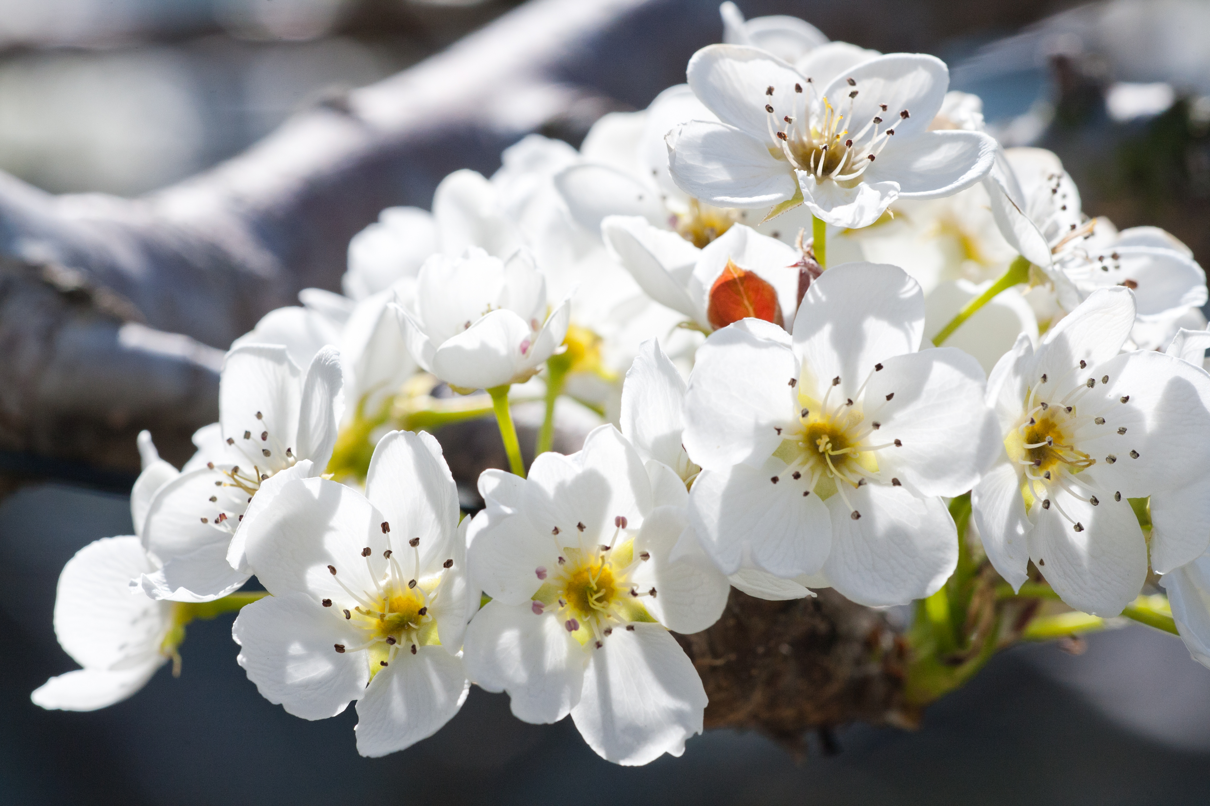 大島 上片桐の梨の花 花と植物 自然 トリップアイデア Go Nagano 長野県公式観光サイト
