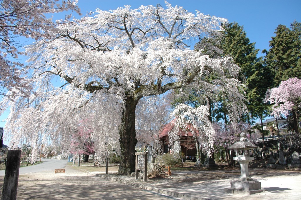 瑠璃寺の枝垂桜