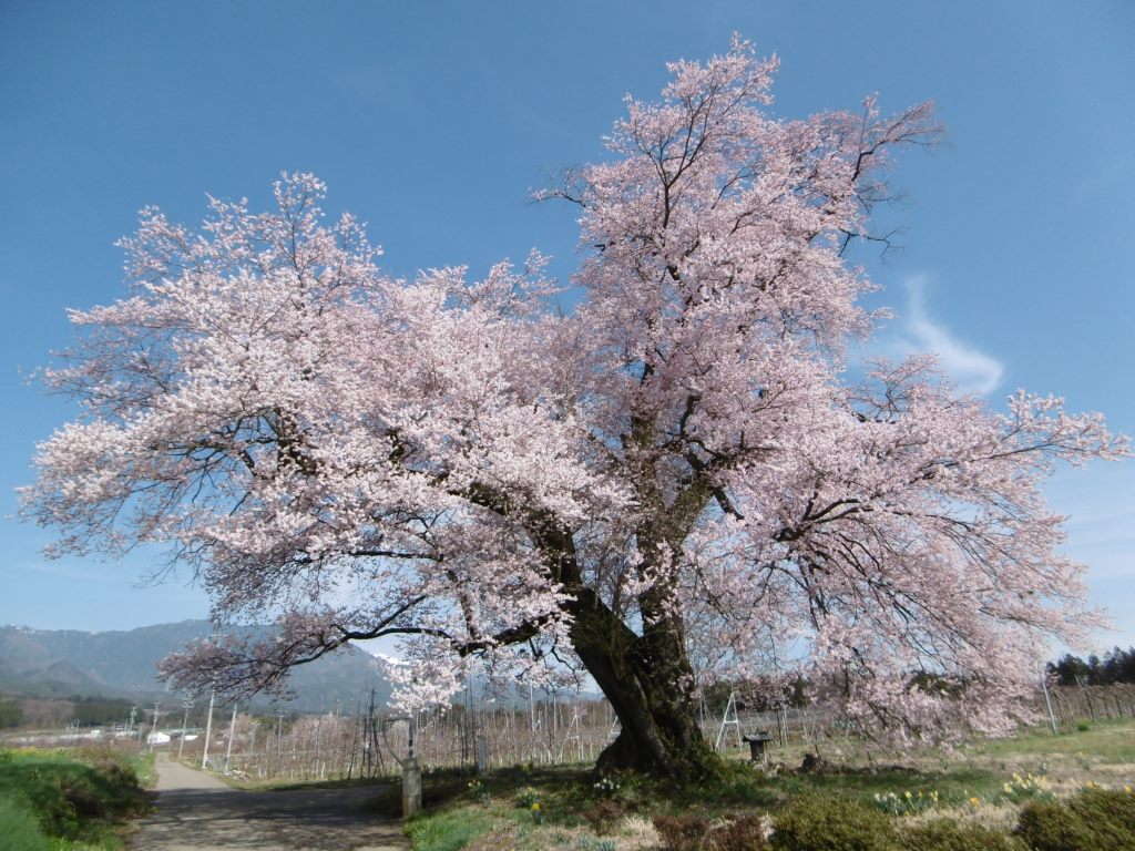 新田原の桜