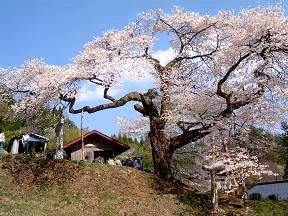 矢野愛宕様の桜