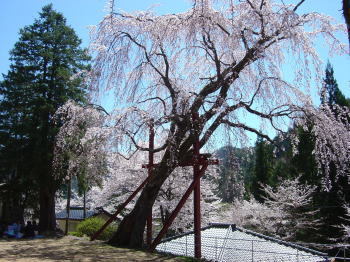 林松寺のしだれ桜