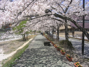 昼神温泉の桜並木