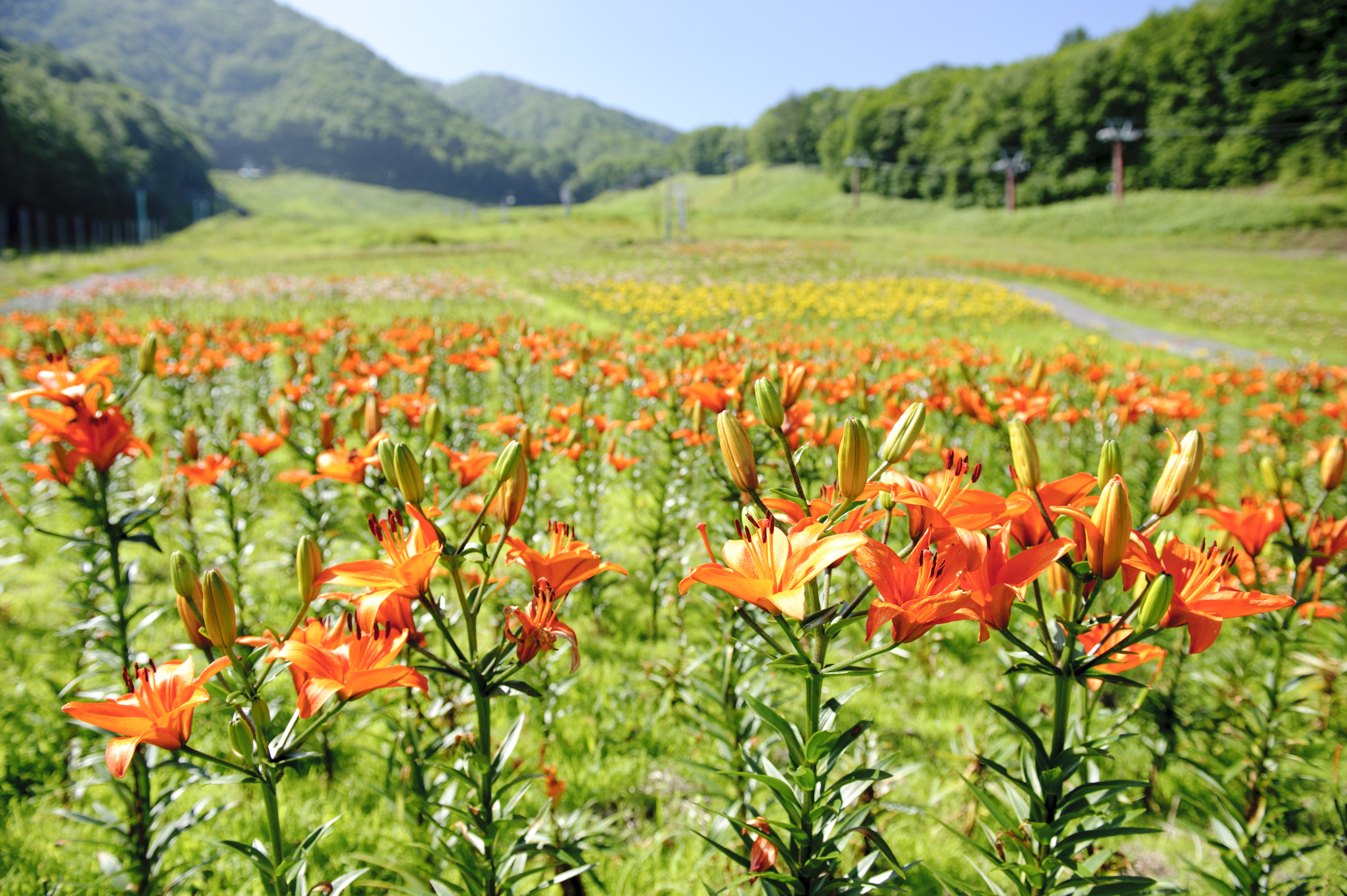 長野 ゆり