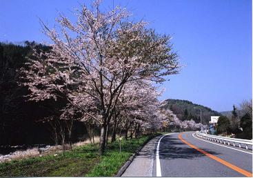 国道153号沿いの桜並木