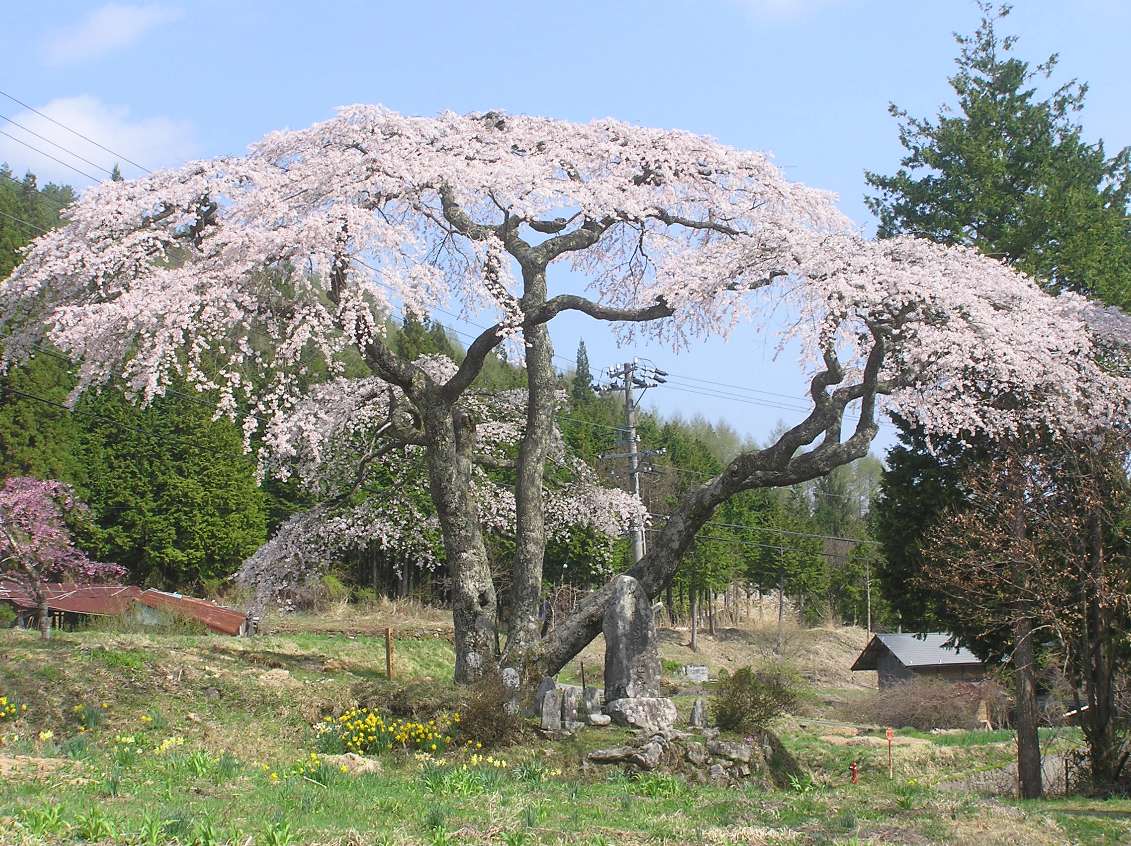 大入りのシダレ桜