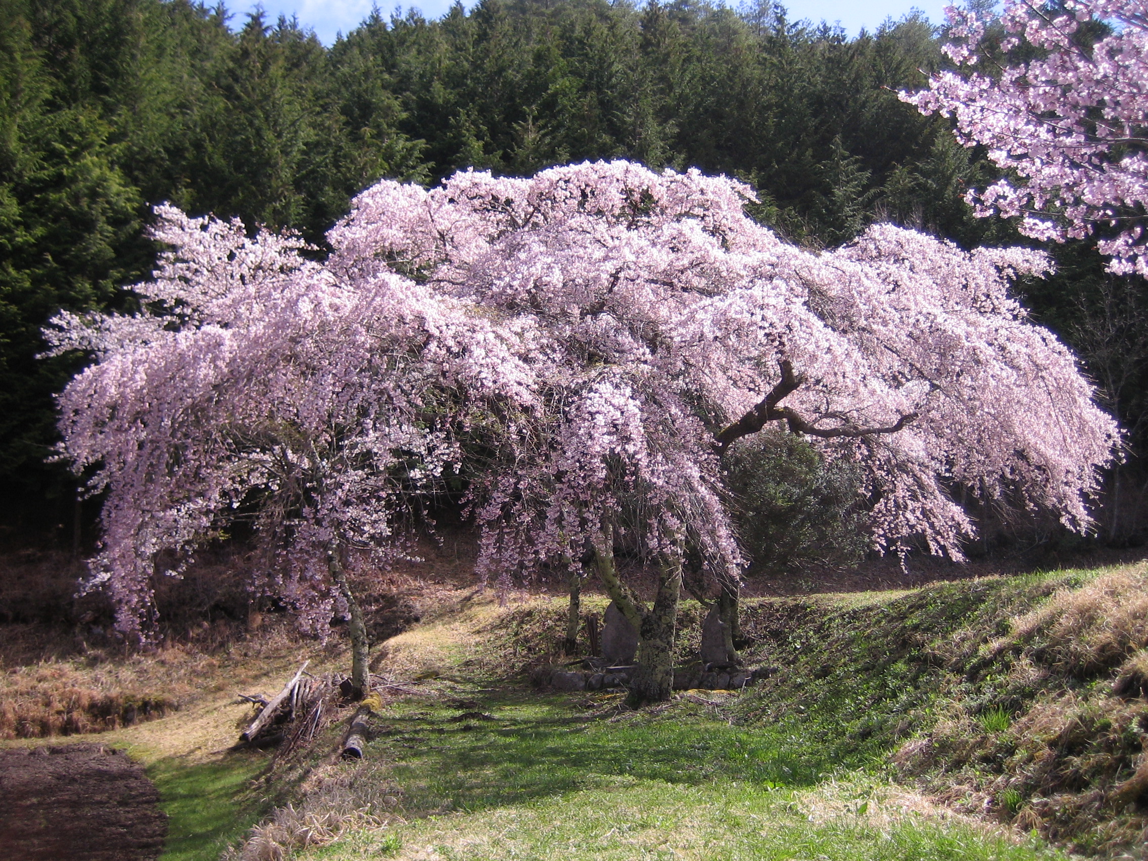 三太夫の桜