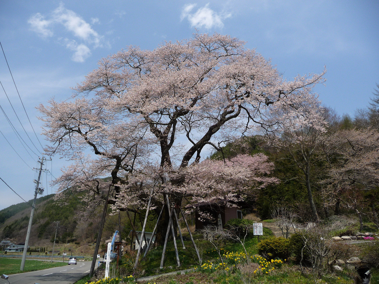 菅の十王堂　エドヒガン桜