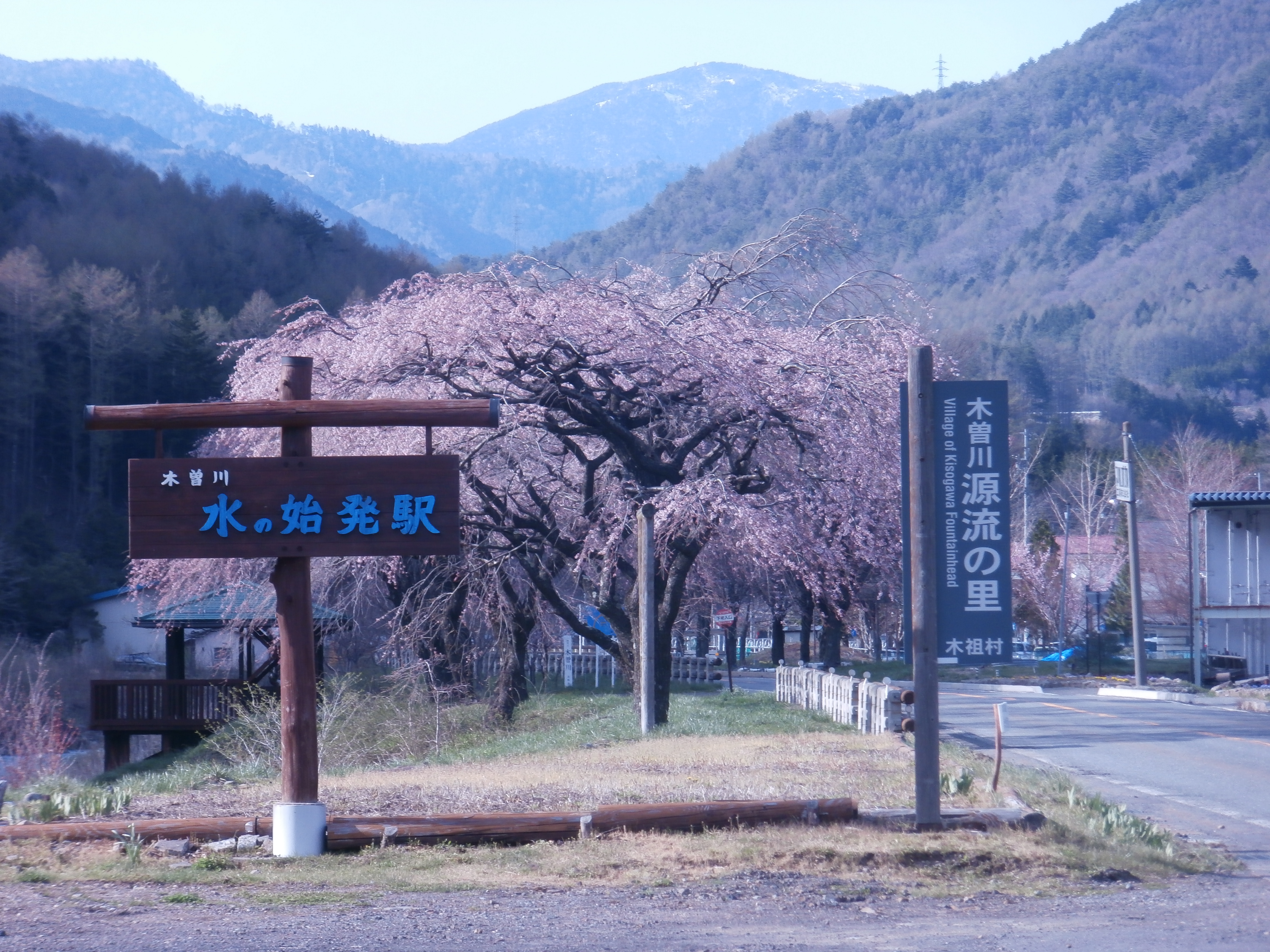 水の始発駅公園の桜