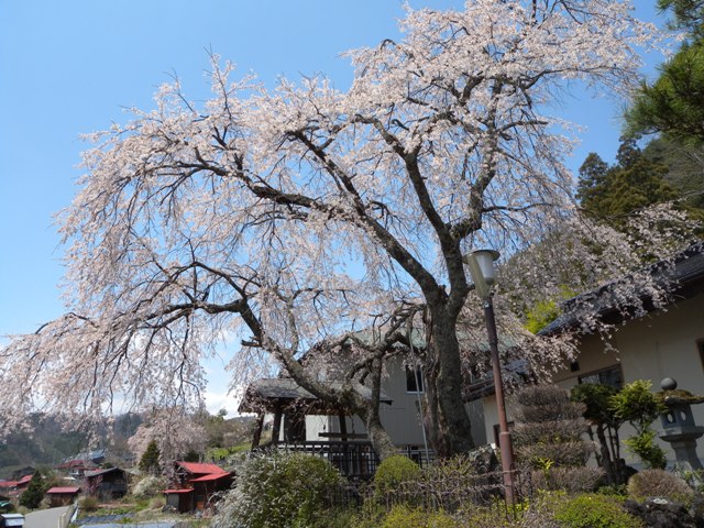 鳳泉寺の枝垂れ桜