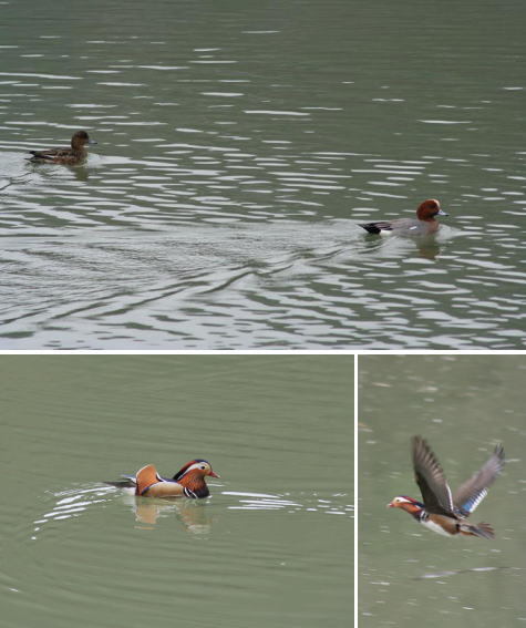 生坂ダム湖の水鳥