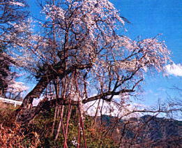 卒塔坂のひばり桜