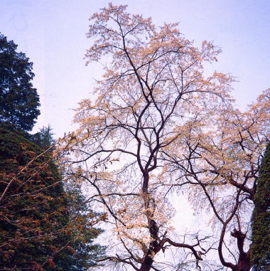 清水寺の枝垂桜
