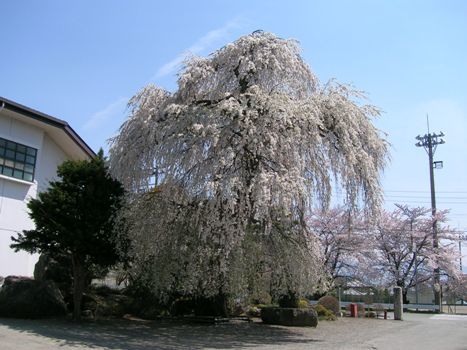 朝日村中央公民館の桜
