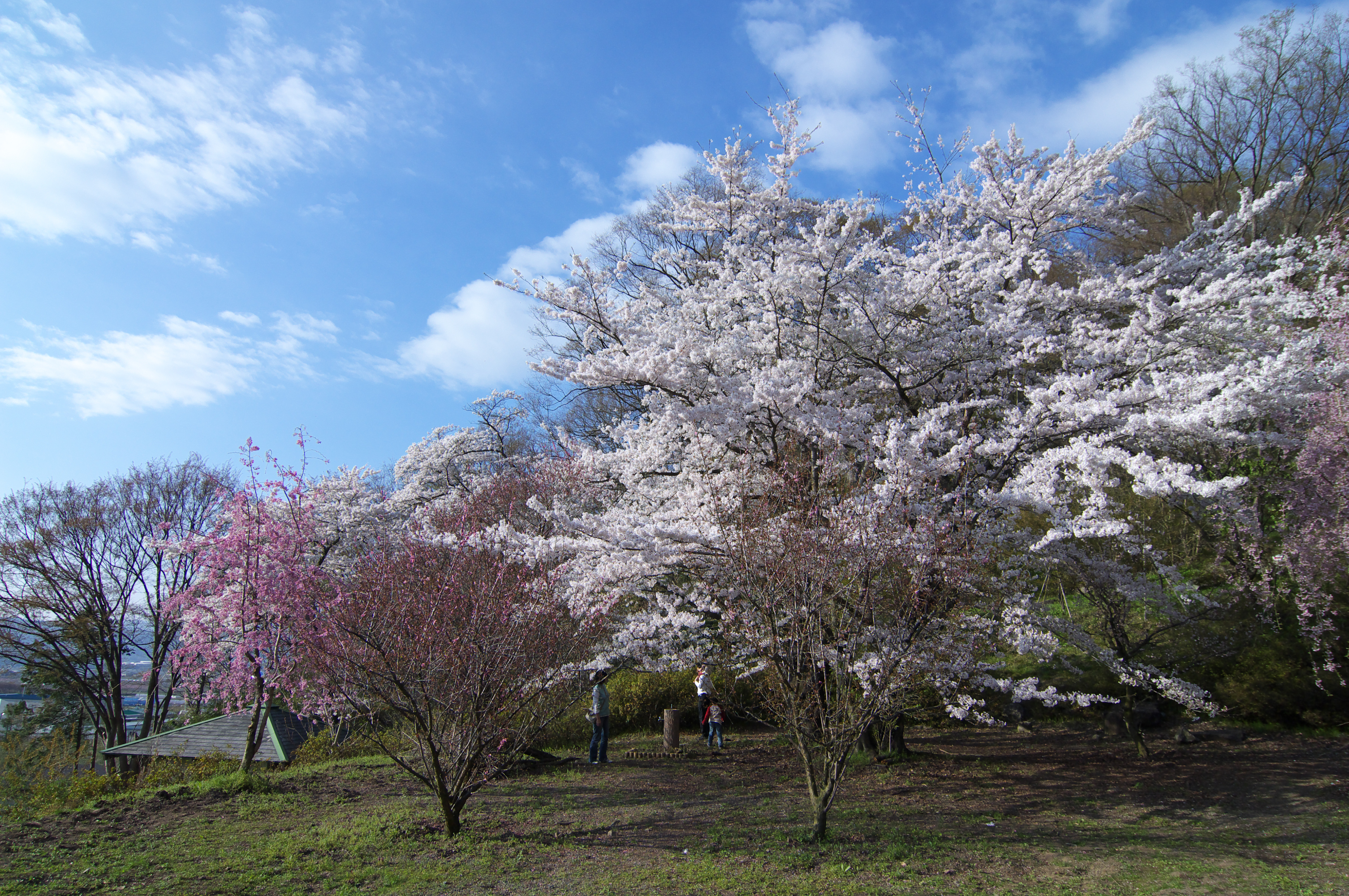 岩松院公園の桜