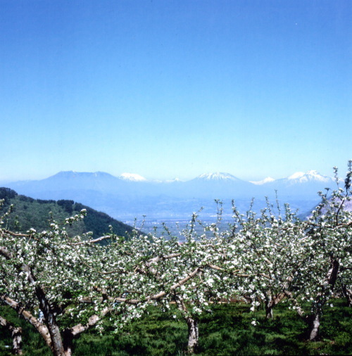 高山村のりんごの花