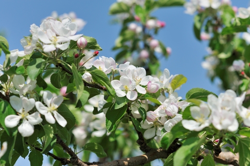 湯田中渋温泉郷のりんごの花