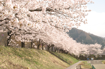 ケヤキの森公園の桜