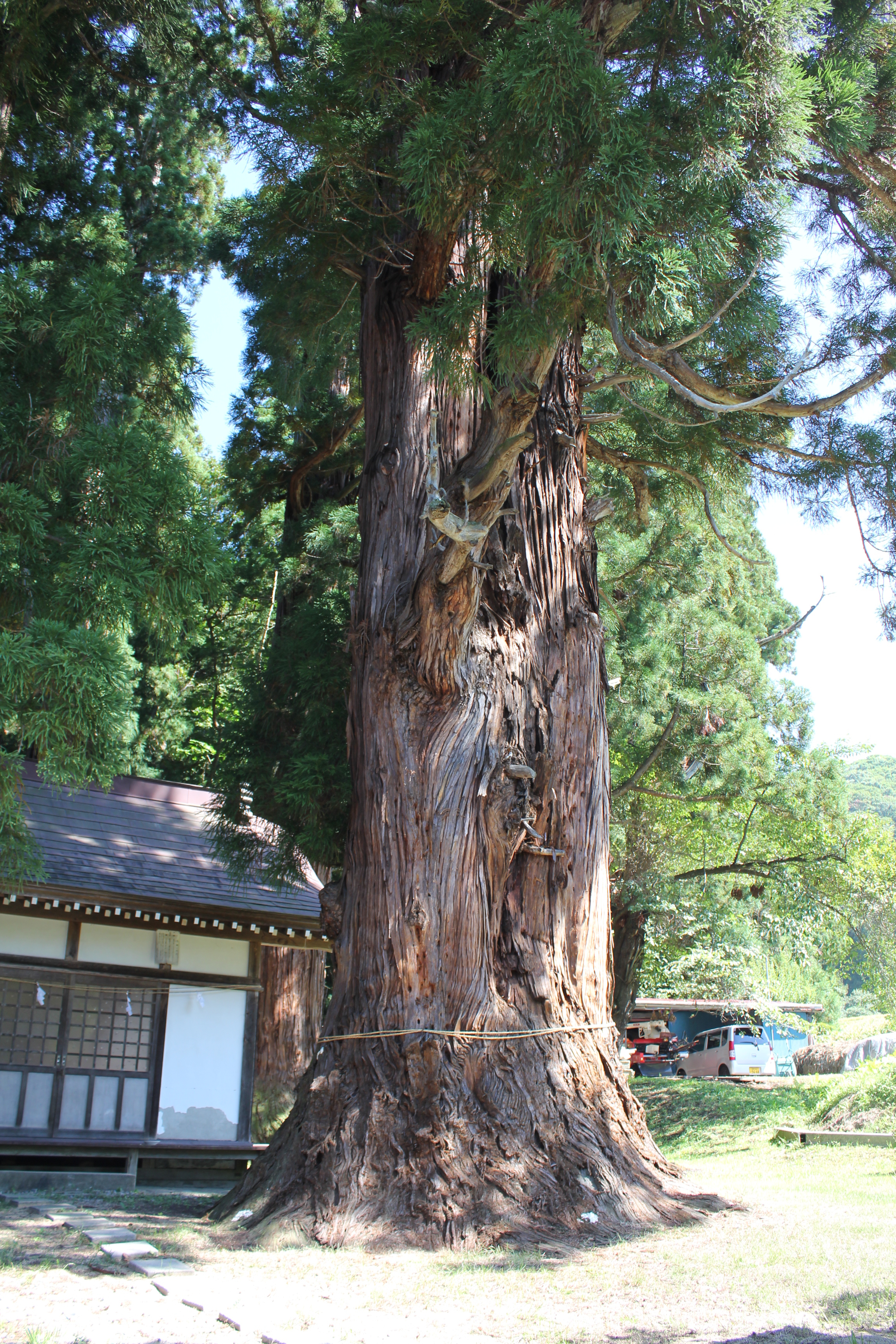 菅川神社の大杉群