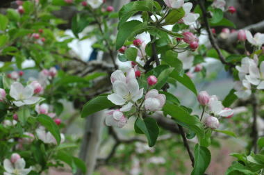 飯綱町のりんごの花