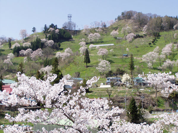 二反田の桜