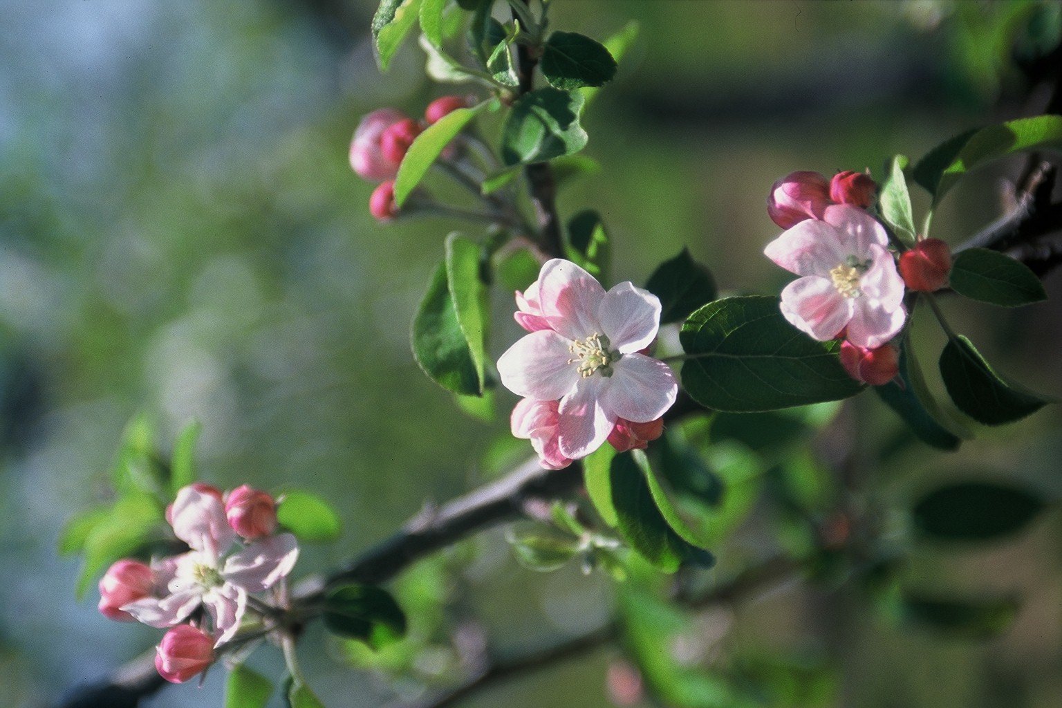アップルラインのりんごの花