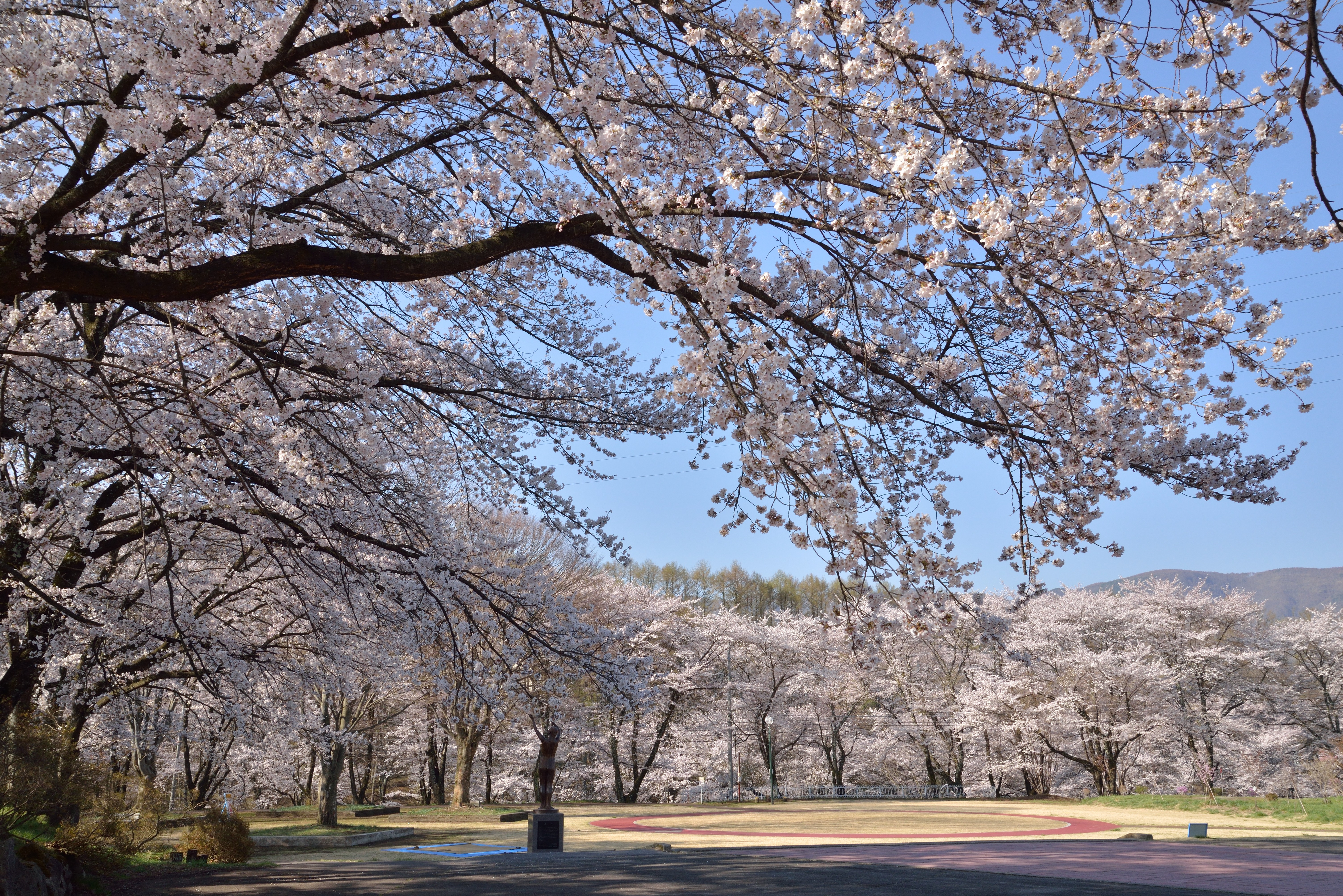茅野市運動公園の桜