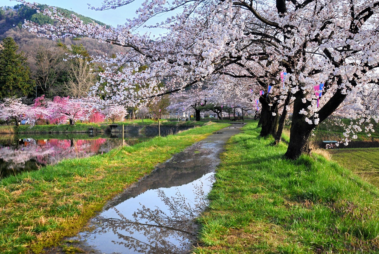 治田公園の桜