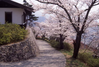 城山史跡公園の桜