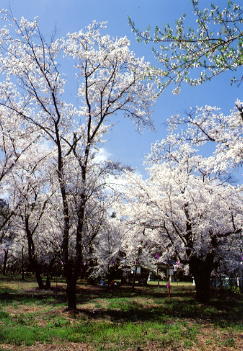 権現様の桜（松川神社の桜）