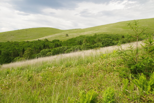 Silver grasses and short birches gently sway in the cool breeze